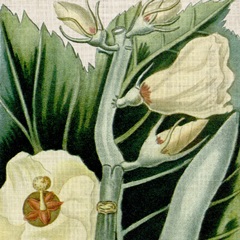 Cropped Turpin Tropicals III