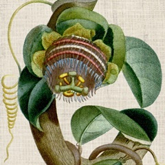 Cropped Turpin Tropicals IV