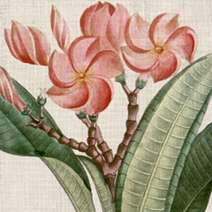 Cropped Turpin Tropicals VII