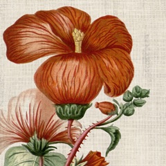 Cropped Turpin Tropicals VIII