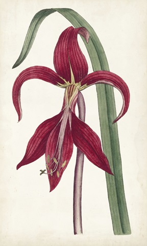 Curtis Garden Beauties I