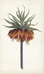 Curtis Garden Beauties II