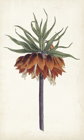 Curtis Garden Beauties II