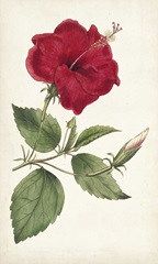 Curtis Garden Beauties III