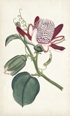 Curtis Garden Beauties IV