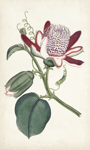 Curtis Garden Beauties IV