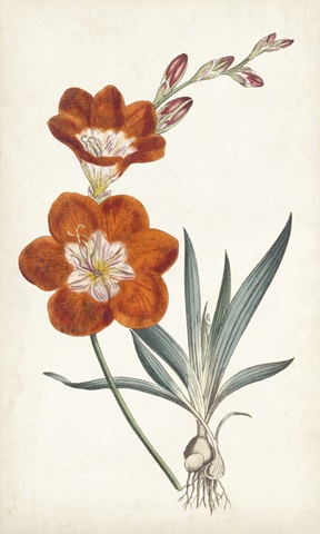 Curtis Garden Beauties V