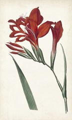 Curtis Garden Beauties VI