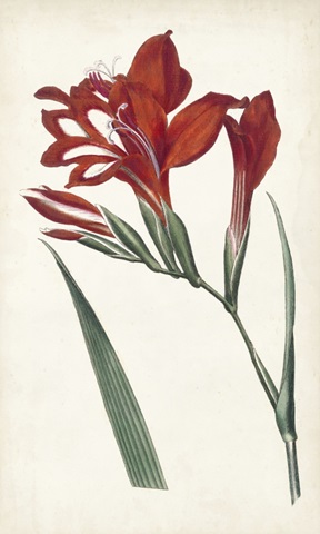 Curtis Garden Beauties VI