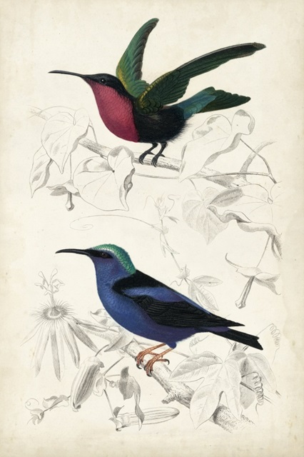 D'Orbigny Birds I