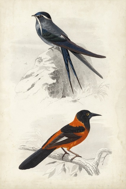 D'Orbigny Birds VII