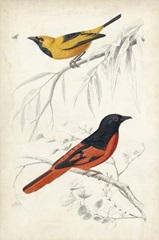 D'Orbigny Birds VIII