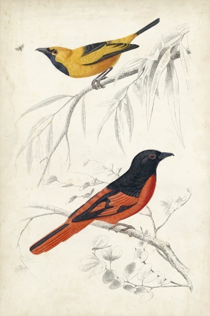 D'Orbigny Birds VIII