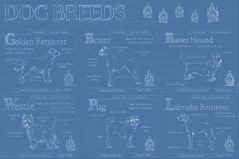 Dog Breeds Infograph