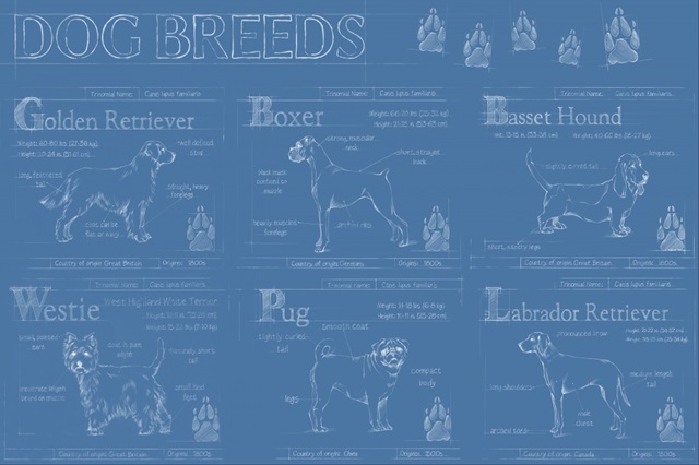 Dog Breeds Infograph