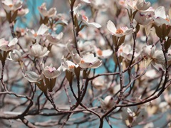 Dogwood Spring I