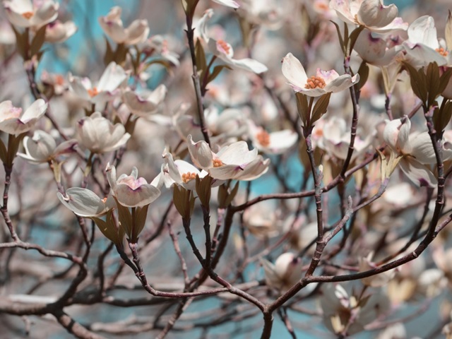 Dogwood Spring I