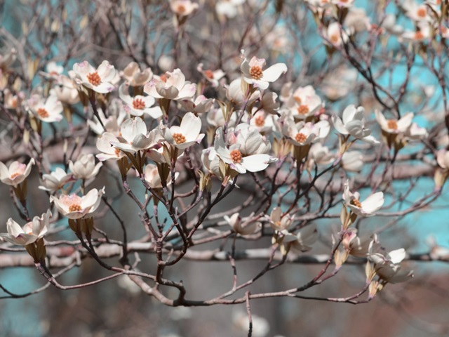 Dogwood Spring II