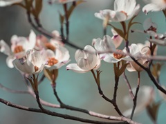 Dogwood Spring IV