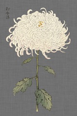 Dramatic Ivory Mums II