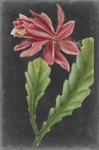 Dramatic Tropicals I