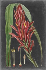 Dramatic Tropicals II