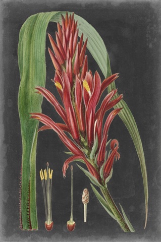 Dramatic Tropicals II