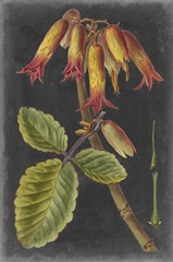 Dramatic Tropicals III