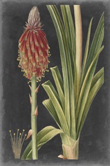 Dramatic Tropicals IV