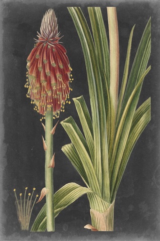 Dramatic Tropicals IV