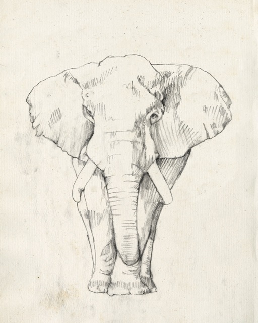 Elephant Portrait I