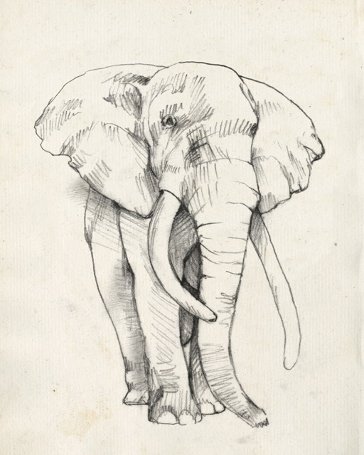 Elephant Portrait II