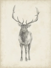 Elk Study