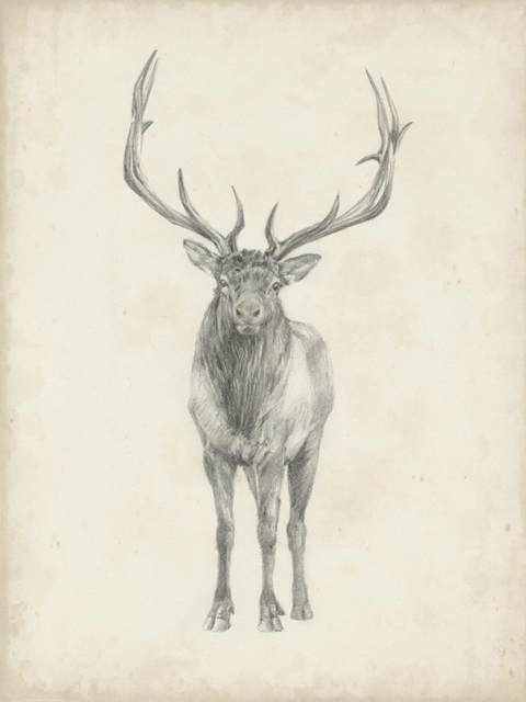 Elk Study