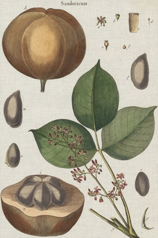 Exotic Botanique III