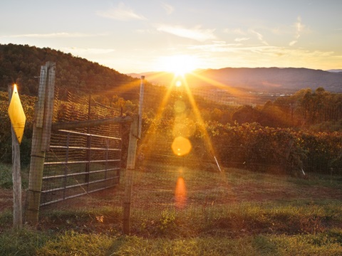 Farm Study VII