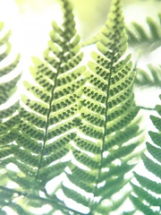 Fern Glow IV