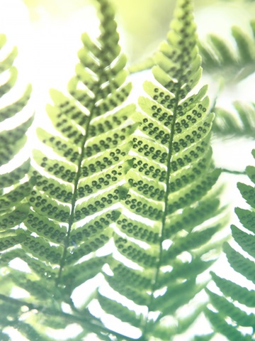 Fern Glow IV