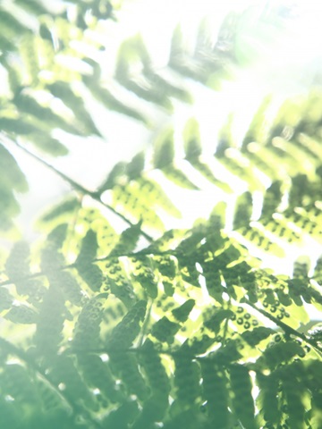 Fern Glow V