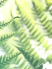 Fern Glow VI