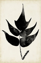 Fern Silhouette IV