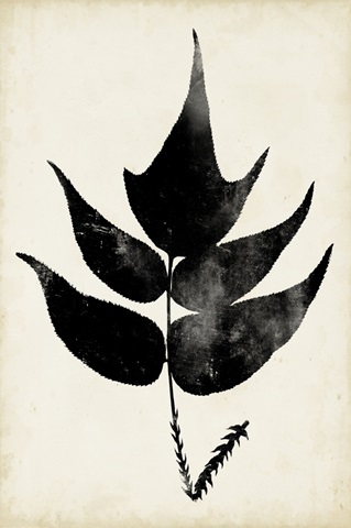 Fern Silhouette IV