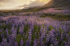 Field of Lupines