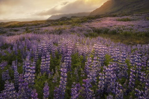 Field of Lupines