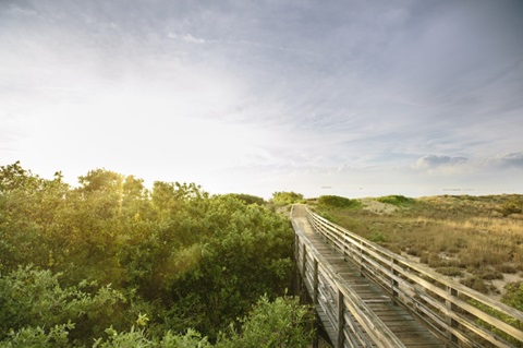 First Landing Dunes II
