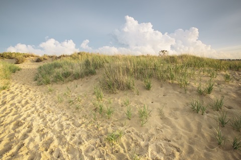 First Landing Dunes IV