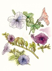 Floral Field Notes III