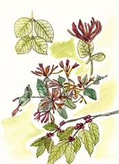 Floral Field Notes IV