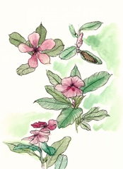 Floral Field Notes VI