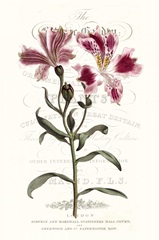 Flower Garden Varietals II